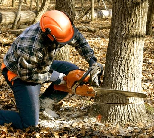 Tree Removal in Bumpus Mills, TN